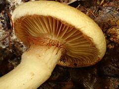 Cortinarius flavifolius
