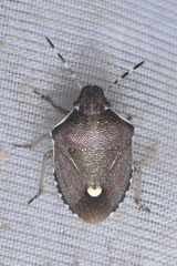 Holcostethus albipes