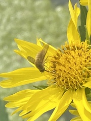 Bombyliinae