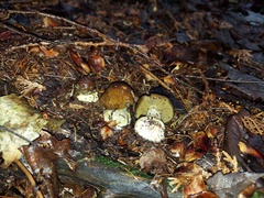Cortinarius scaurus
