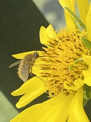 Bombyliinae