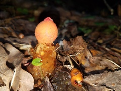 Calostoma cinnabarinum