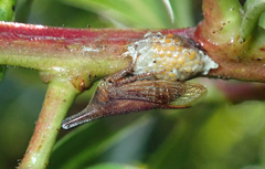 Calloconophora rubricornis