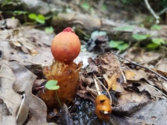 Calostoma cinnabarinum