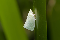 Colgaroides acuminata