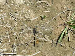 Erpetogomphus compositus