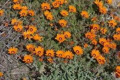 Dimorphotheca