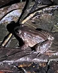 Leptodactylus