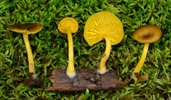 Chrysomphalina chrysophylla