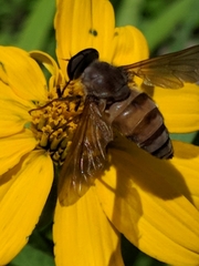 Esenbeckia