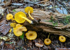 Chrysomphalina chrysophylla