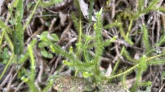 Lycopodium