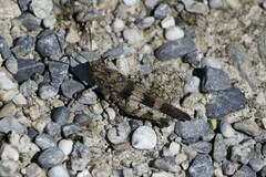 Oedipoda