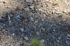 Festuca