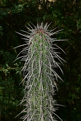 Lemaireocereus hollianus