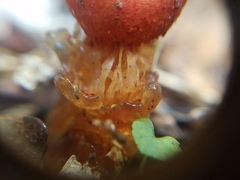 Calostoma cinnabarinum