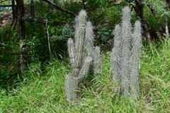 Lemaireocereus hollianus