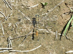 Erpetogomphus compositus