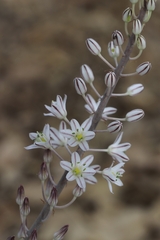 Drimia secundiflora
