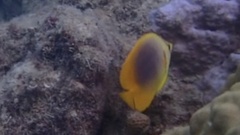 Chaetodon aureofasciatus