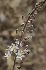 Drimia secundiflora