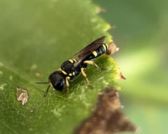 Ectemnius