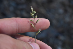 Festuca