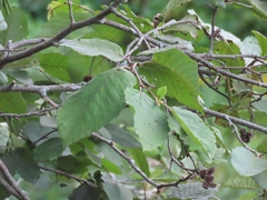 Alnus incana rugosa
