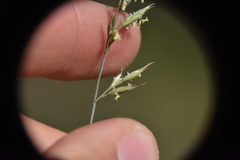 Festuca