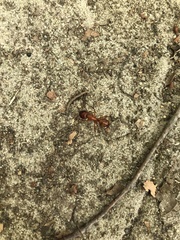 Camponotus castaneus