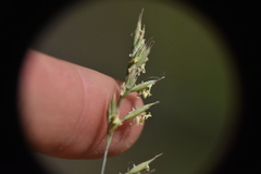 Festuca