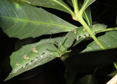 Charaxes varanes varanes