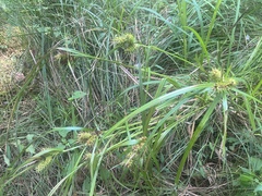 Carex lupulina