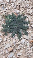 Erodium cicutarium