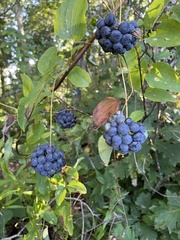 Vitis labrusca