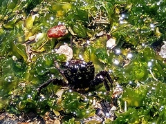 Pachygrapsus transversus