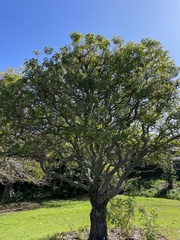 Schinus terebinthifolia