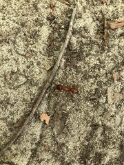 Camponotus castaneus