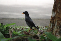 Acridotheres javanicus