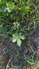 Potentilla reptans