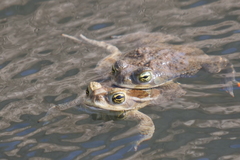 Rhinella arenarum