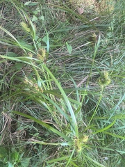 Carex lupulina