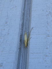 Oecanthus argentinus