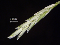 Glyceria declinata