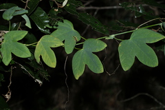 Passiflora subpeltata