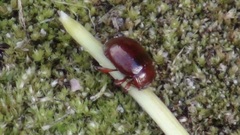 Chrysolina staphylaea
