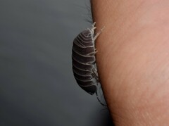 Armadillo officinalis