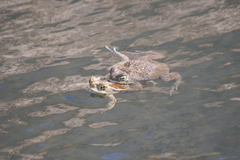 Rhinella arenarum