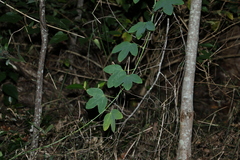 Passiflora subpeltata