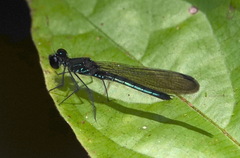 Chlorocyphidae